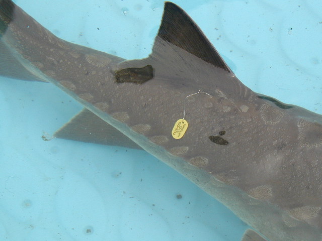 An Oneida Lake sturgeon with a yellow tag from Cornell University